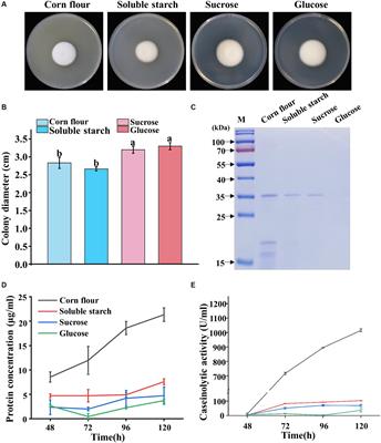 Insights into the efficient degradation mechanism of extracellular proteases mediated by Purpureocillium lilacinum